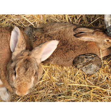 Purebred Pedigreed flemish giant rabbits and their baby bunny. They make perfect pets.