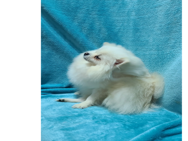 Anaya is a white pomeranian.  She is an attention sponge, the perfect pet to be adored all day.