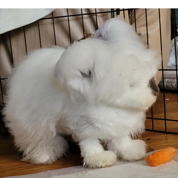 This English Angora rabbit is so cute.  They are gentle and love to handled, the perfect pet.