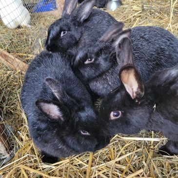 Silver fox rabbits are great pets. They have a naturally calm and friendly personality. 