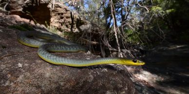 snake identification brisbane
common tree snake
green tree snake