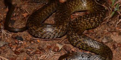 snake id brisbane
keelback snake