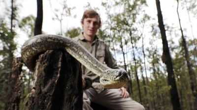 coastal carpet python