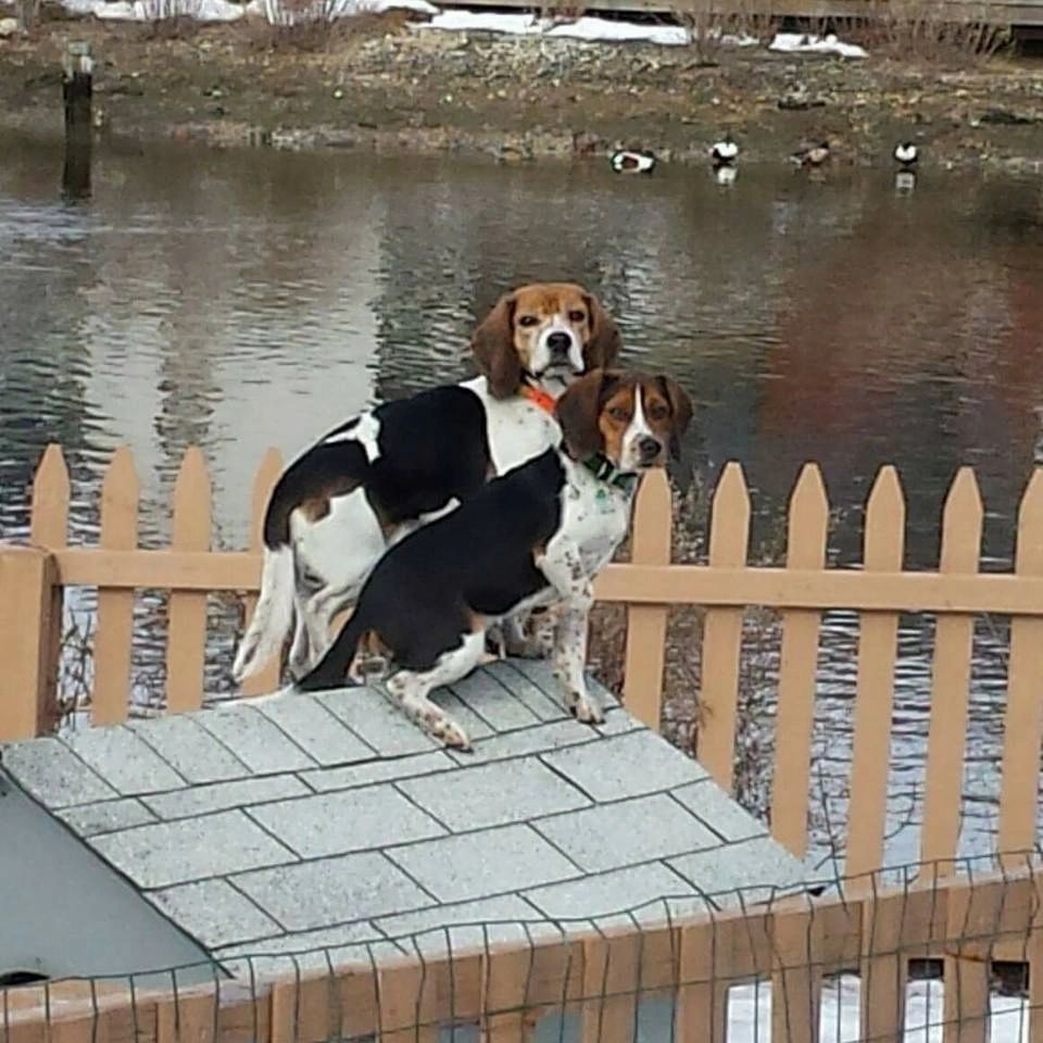 Bellmore Kennels Beagles & K9 Transport