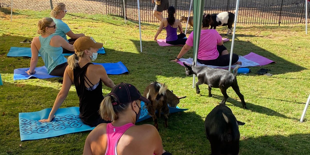 san diego goat yoga