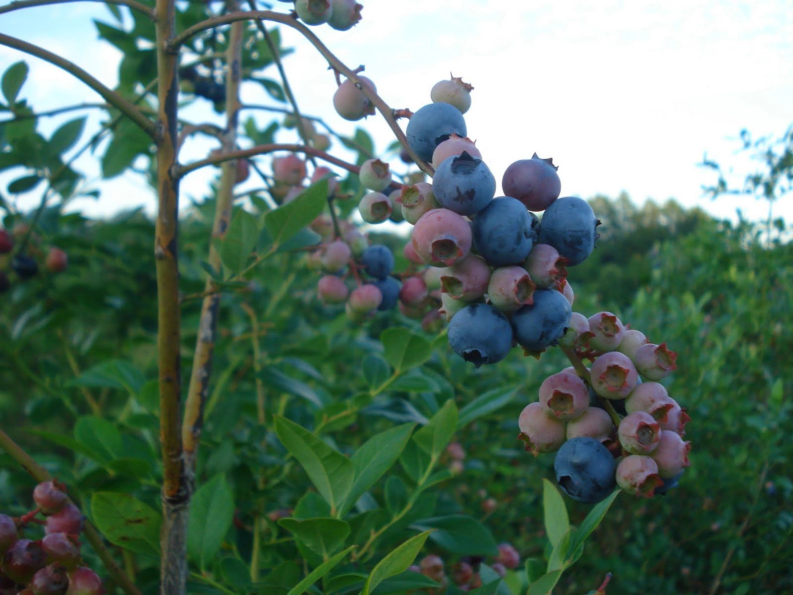Maple Creek Berry Farm Oklahoma Blueberries