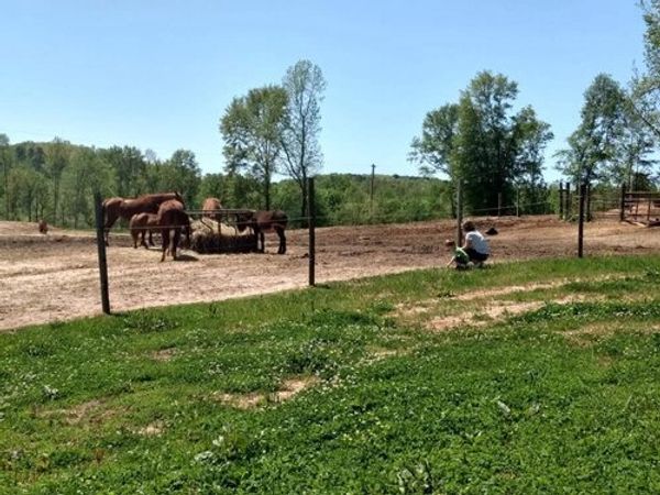 Pasture Board