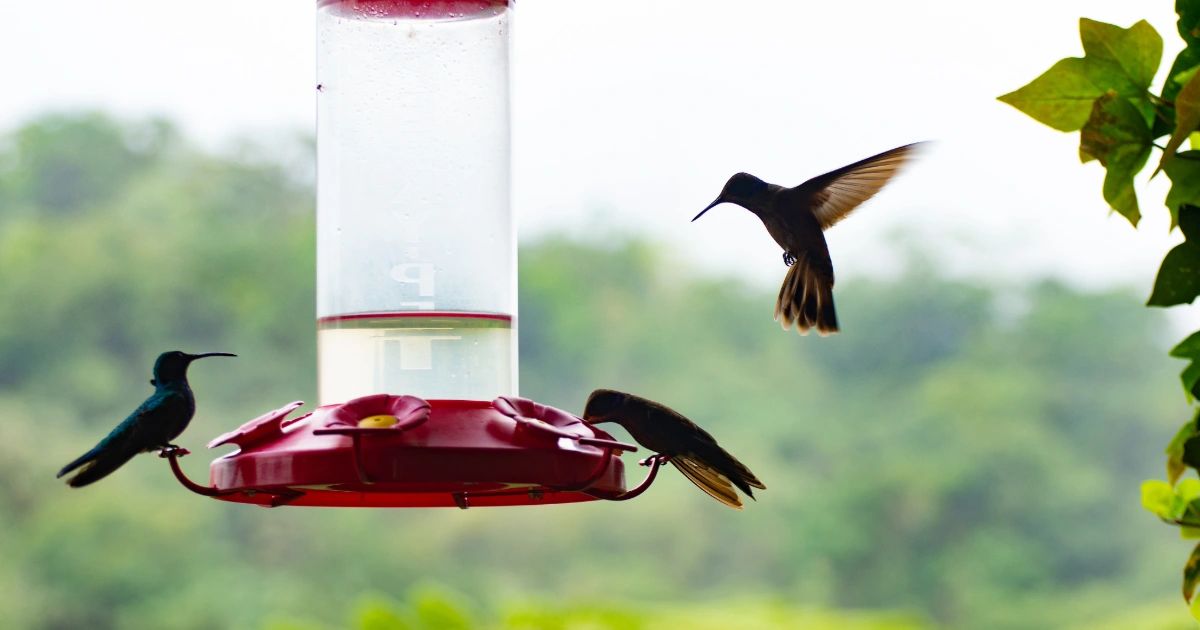 Celebrate the Hummingbird Migration in Rockport in September