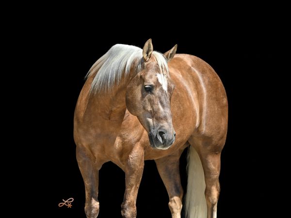 A muscular palomino horse with a light mane against a black background.