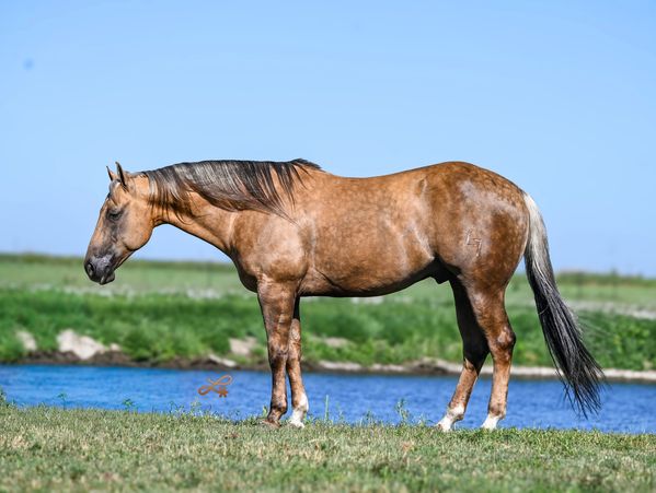 Brown horse standing by a river on green grass.