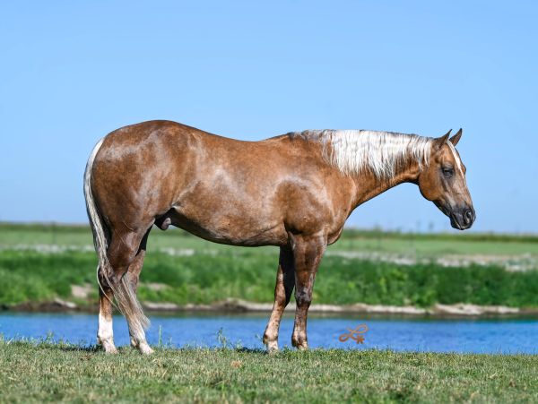 Brown horse standing on grass near water.