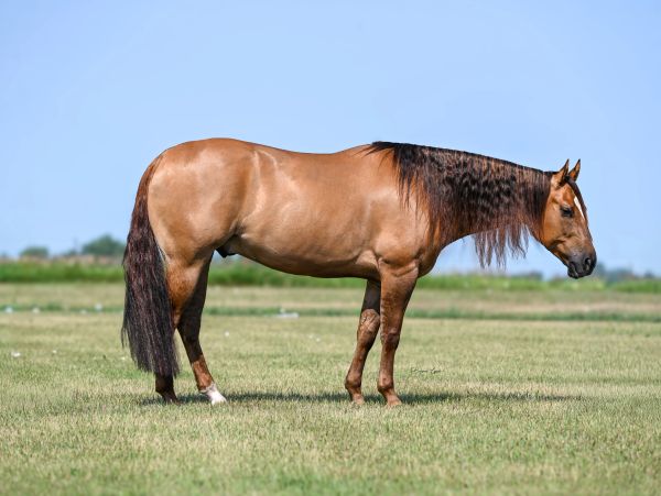 A brown horse standing on grass under a clear sky.