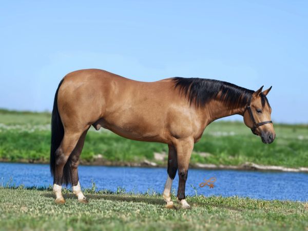 Brown horse standing near a river on grass.