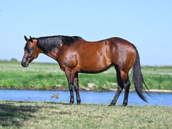 A brown horse standing near a river on a grassy field.