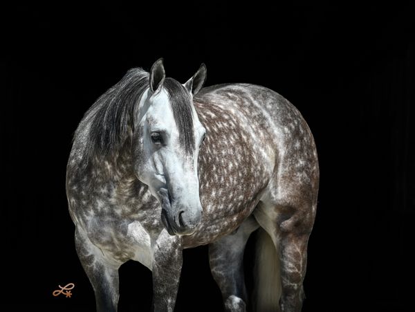 A dappled gray horse stands against a black background.