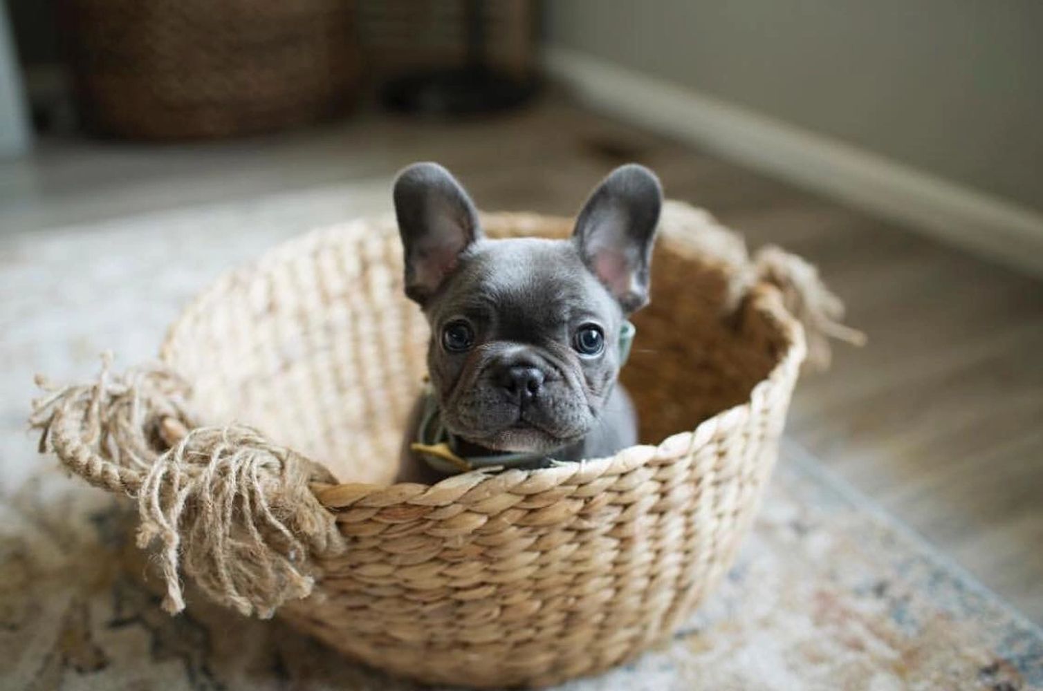 Washington Woodland French Bulldogs French Bulldog Pets Dog