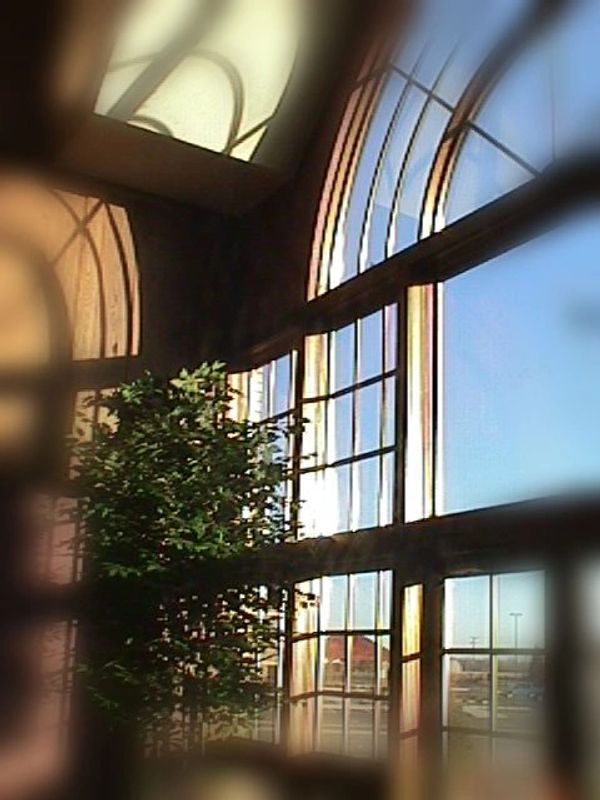 Sunlight streams through large arched windows illuminating a leafy indoor plant.