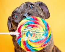 fureverhopeproject.com