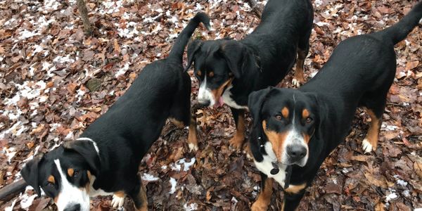 Trio of Greater Swiss Mountain Dogs