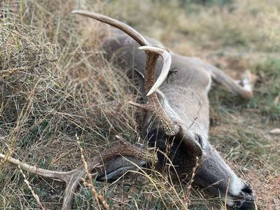 Dead Deer Removal Nashville