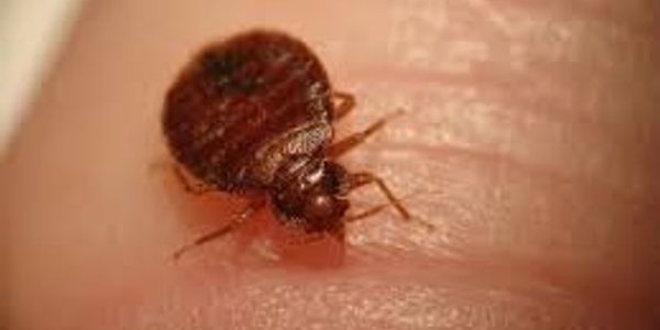 Adult Bed Bug Feeding