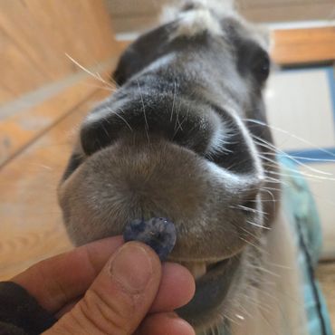 Close-up of a horse sniffing a blueberry held by a hand.