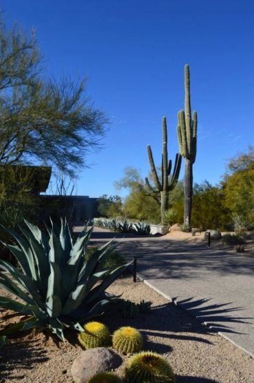 Desert garden path with cacti and agave plants under blue sky.