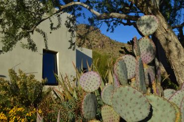 Desert house with cactus and a tree.