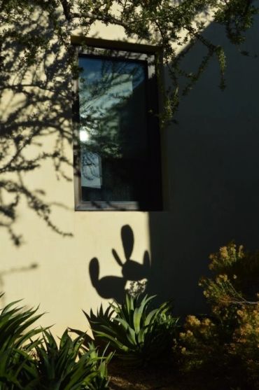 Shadow of a cactus on a wall under a window.