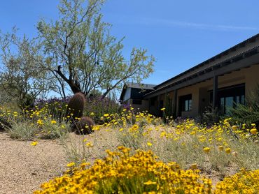 Desert landscape with yellow flowers and a building under clear blue sky.