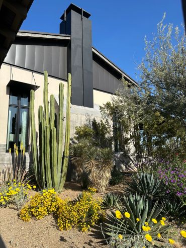 Desert garden with tall cactus and yellow flowers by modern building.