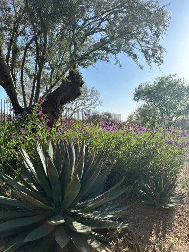 Sunlit garden with succulents and purple flowers under a large tree.
