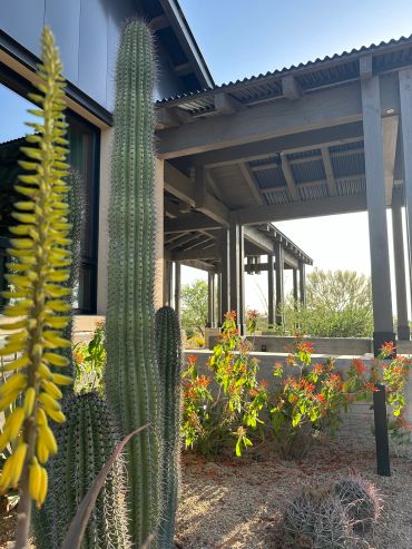 Tall cactus and blooming flowers near a shaded porch.