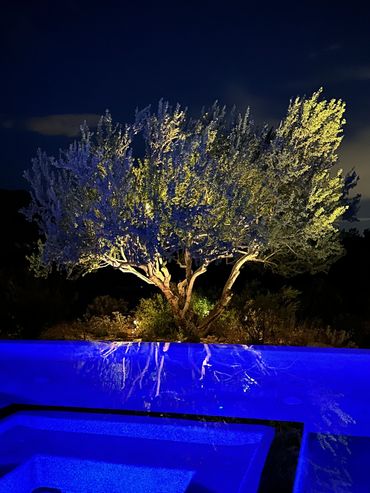 Illuminated tree reflected in blue pool at night.