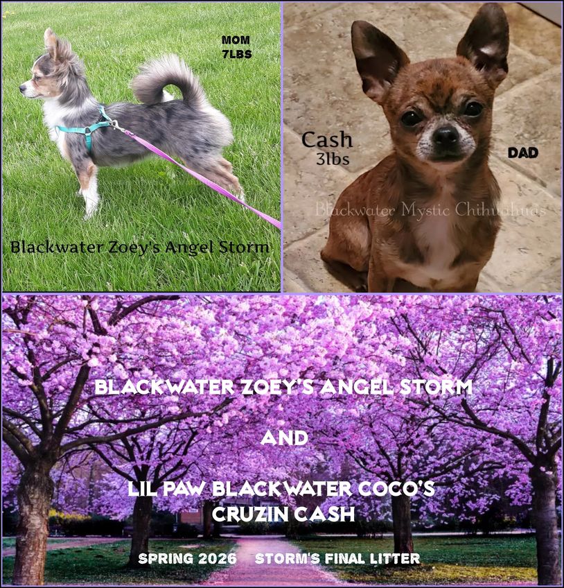 Two Chihuahuas, mom and dad, with announcement of their final litter in Spring 2026.