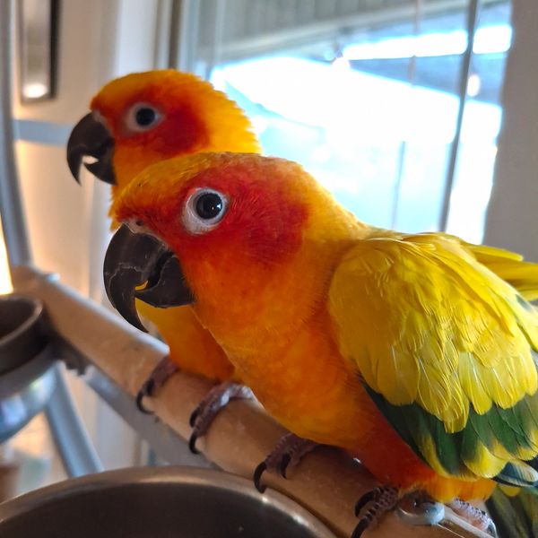 Two vibrant sun conure parrots perched indoors near a window.