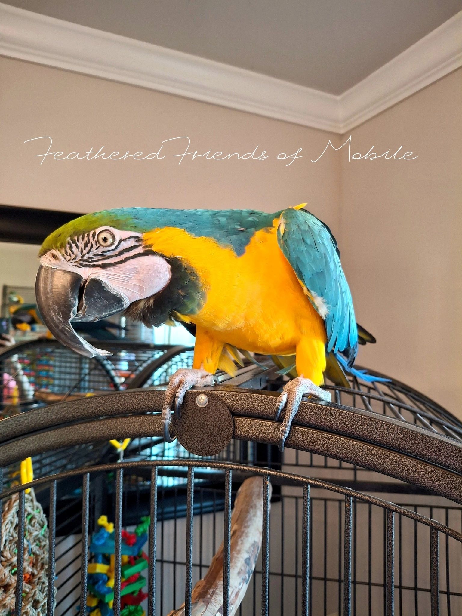 A vibrant blue and yellow macaw perched on a cage with the caption Feathered Friends of Mobile.