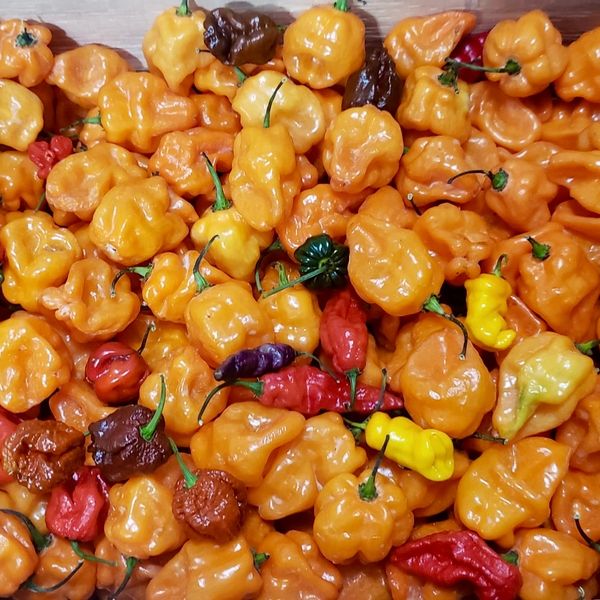 A colorful assortment of various chili peppers in different shapes and colors.
