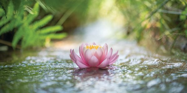 Beautiful Lotus flower promoting peace and healing.