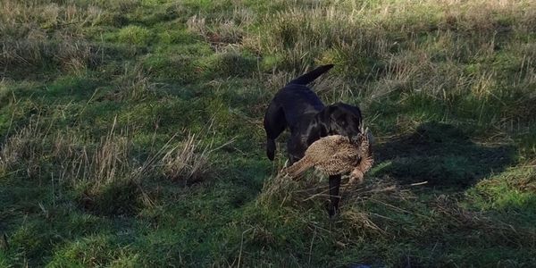 Breeding and Training Quality Working Gundogs in the Heart of Norfolk