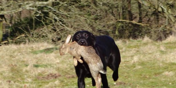 Breeding and Training Quality Working Gundogs in the Heart of Norfolk