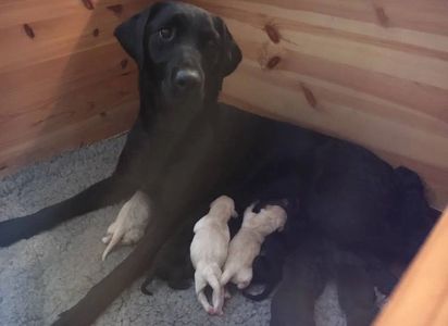 PINFEATHERS LABRADORS