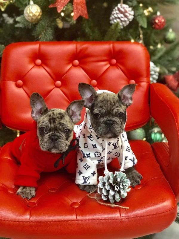 PetsRUs Puppies for Sale, Puppies, Puppy