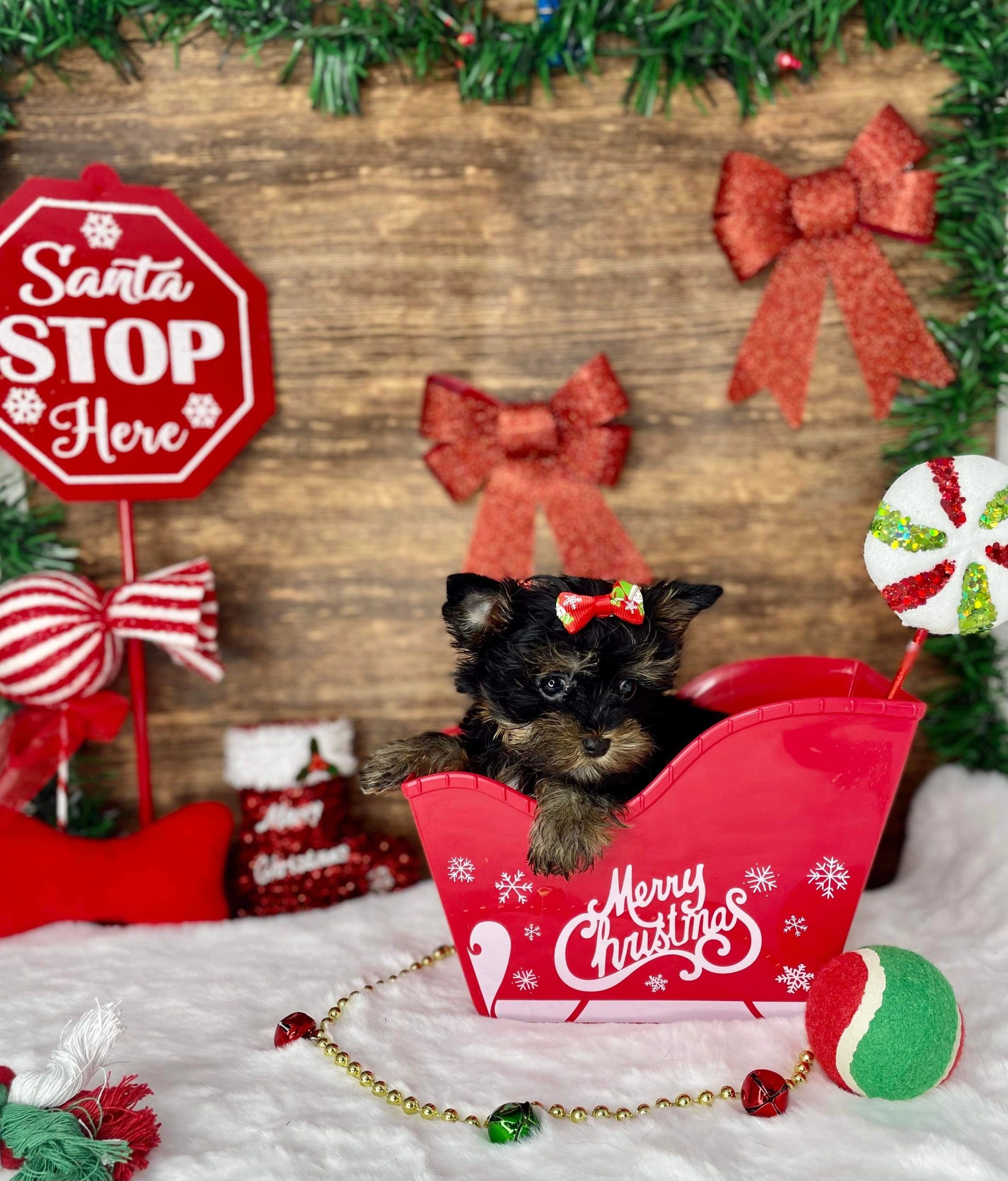 Pets-R-Us - Puppies for Sale, Puppies, Puppy