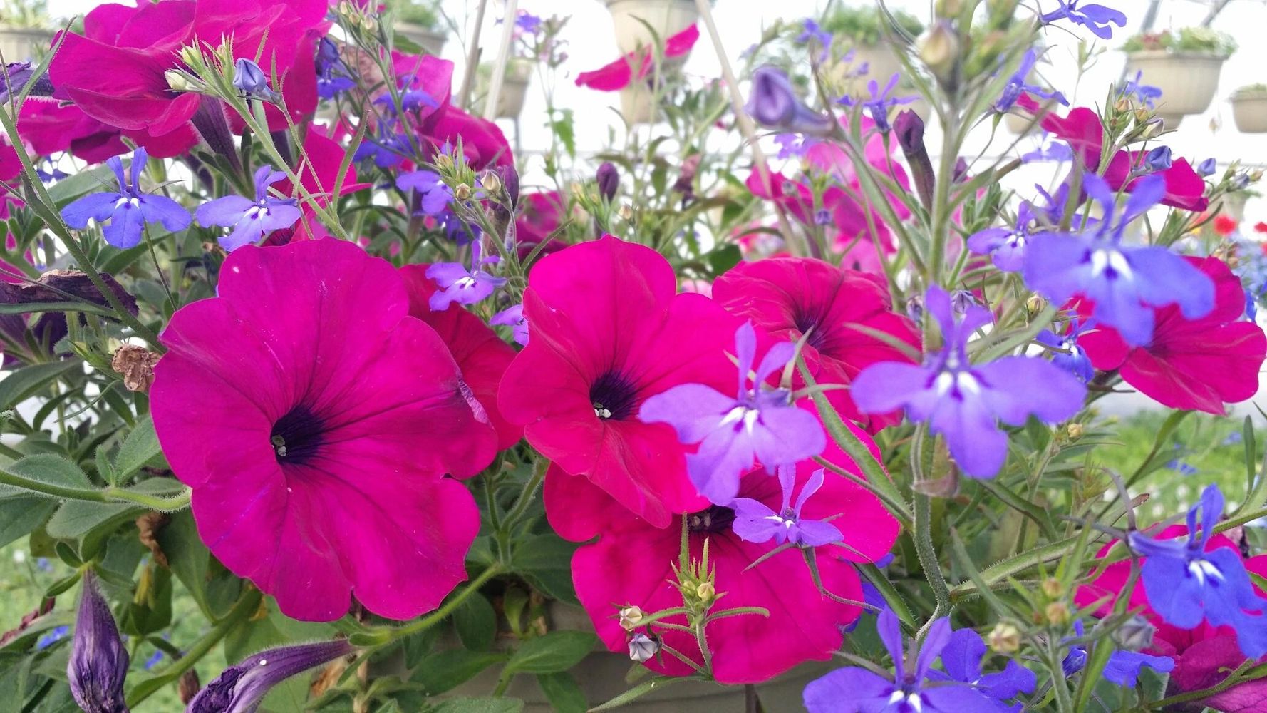 Berlin's Greenhouses Greenhouse, Plant Nursery, Flowers