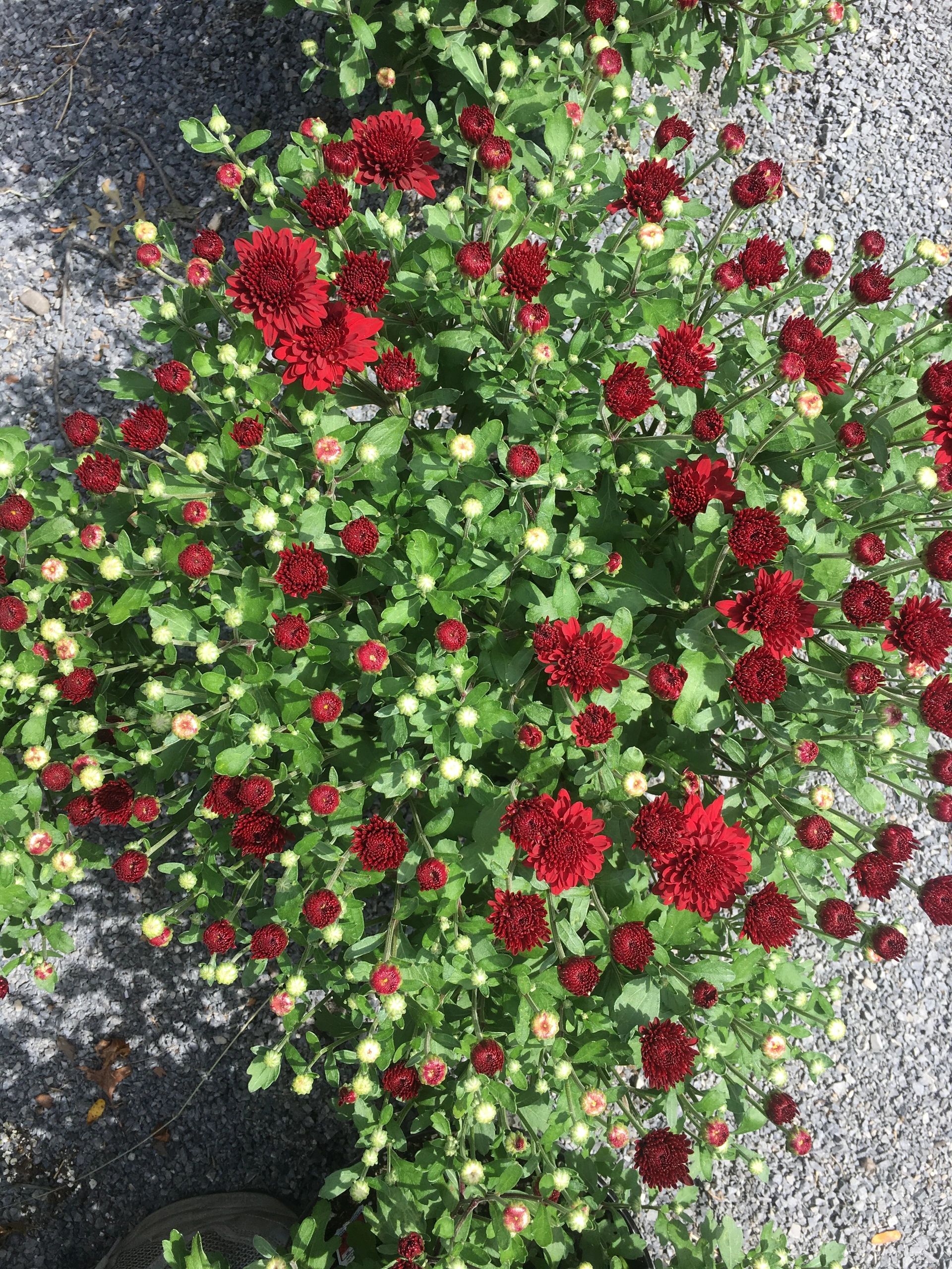Berlin's Greenhouses Greenhouse, Plant Nursery, Flowers