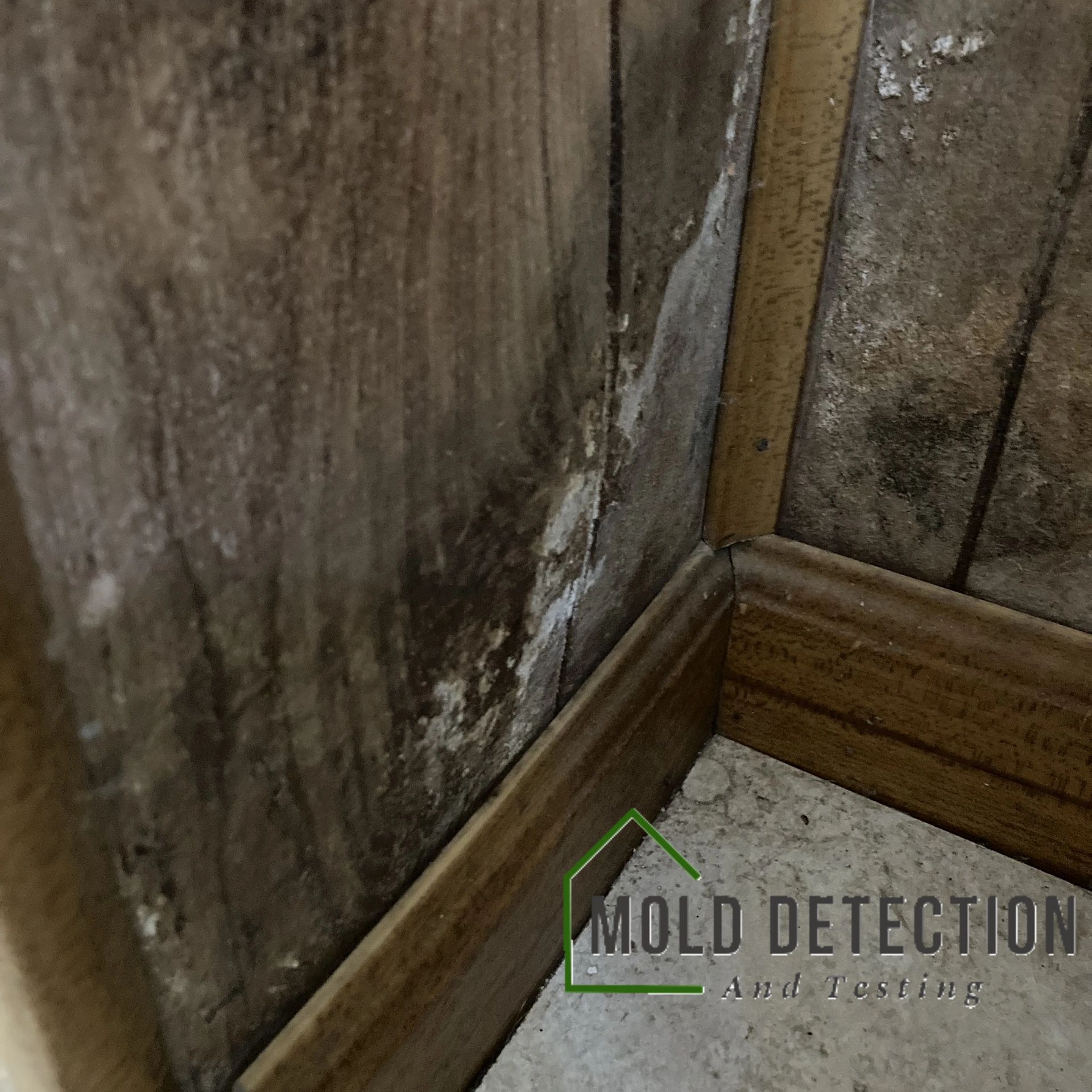 Mold Detection And Testing Loma Linda CA
