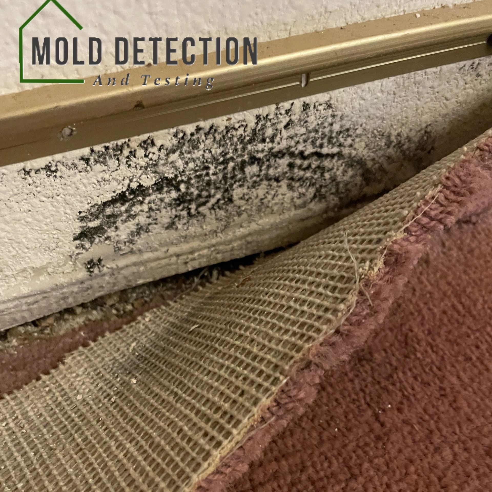 Mold Detection And Testing San Jacinto