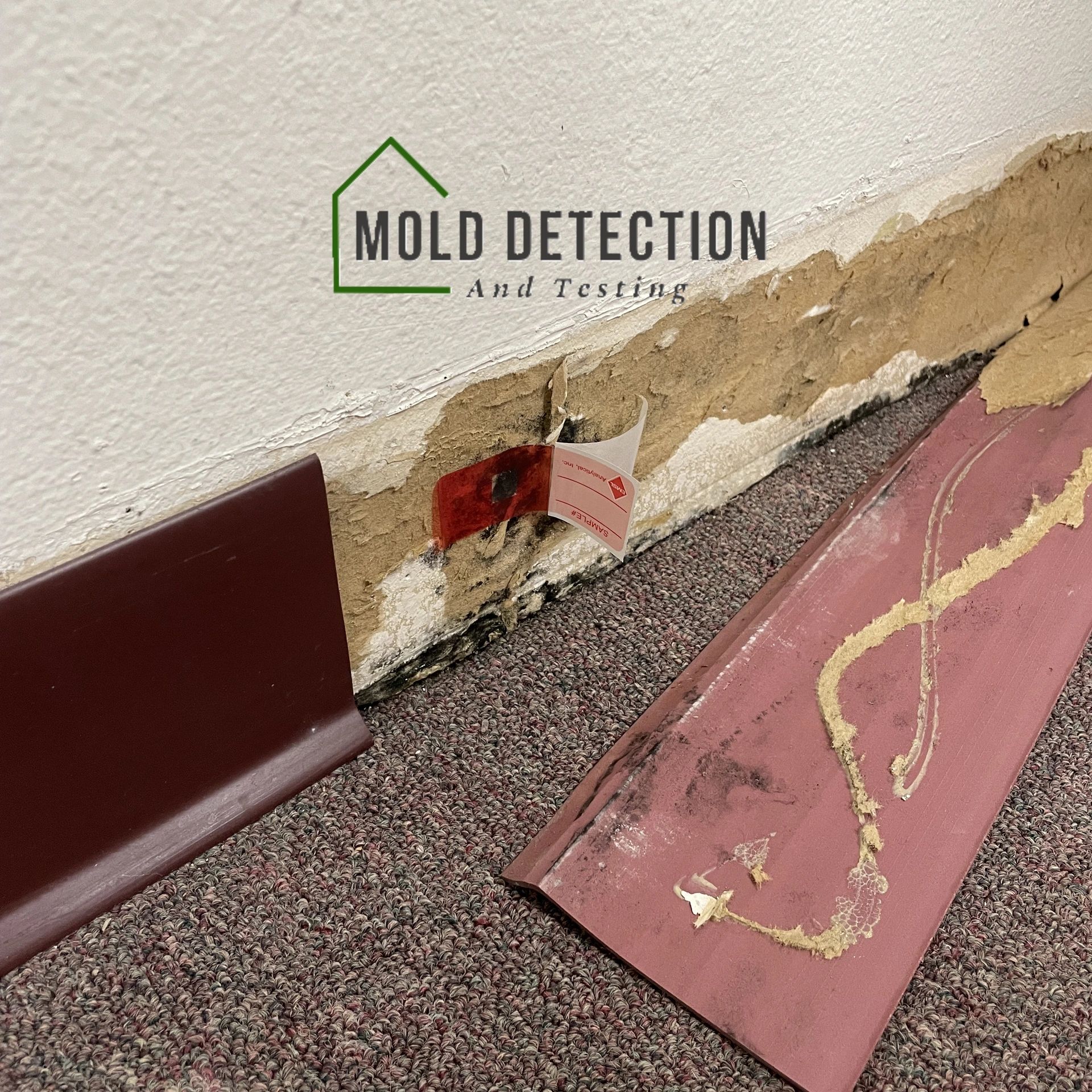 Mold Detection And Testing San Dimas CA