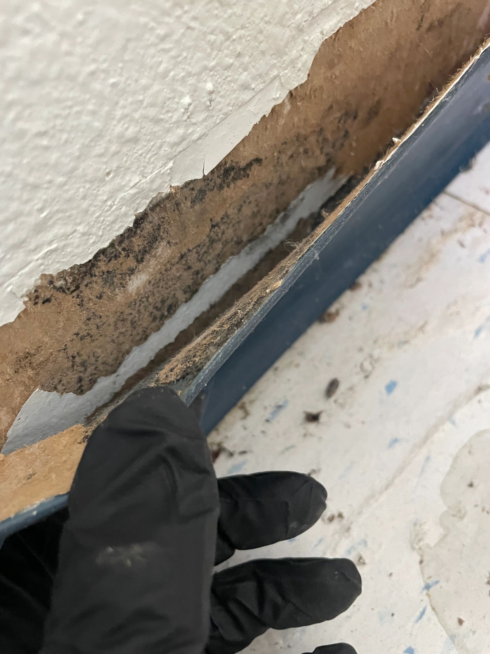 Wildomar, CA Mold Testing And Inspection Services